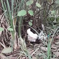 فروش دو عدد جوجه مینیاتوری