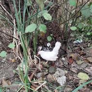 فروش یه جفت جوجه مینیاتوری