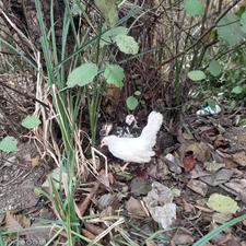 فروش یه جفت جوجه مینیاتوری