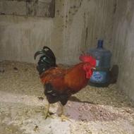 خروس محلی جوان