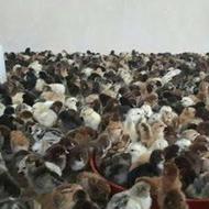 پیش فروش جوجه یک روزه محلی