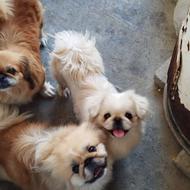 سگ پکینیز امپریال اصل مولد سه عدد واگذاری