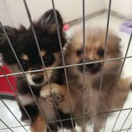 سگ پامرین واگذاری