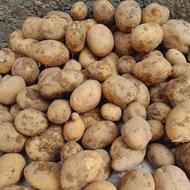 فروش 400 کیلو سیب زمینی