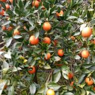 تعدادی نیروی برای چیدن پرتقال از گیلان و مازندران نیازمندیم