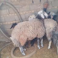 فروش بره قوچ شال افشار