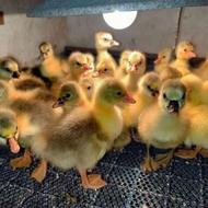 جوجهغازسالمسرحال