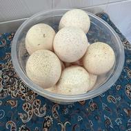 تخم نطفه دار بوقلمون