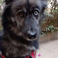 سگم گمشده در مهرشهر کرج لطفا اطلاع بدین با مژدگانی