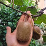 کیوی درجه یک صادراتی سر درخت