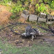 بوقلمون محلی