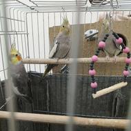 عروس هلندی سیامون