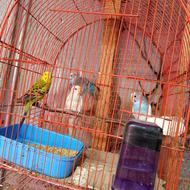 فروش مرغ عشق های مولد