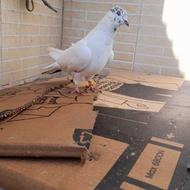 کبوتر کله ای