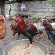 خروس لاری جوجه کش