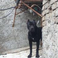 سگ نگهبان پیتبول واگذار