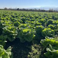 کاهو قابل برداشت