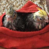 چند عدد پرنده عروس هلندی زیبا