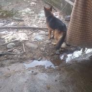 واگذاری سگ.ژرمن.اصیل