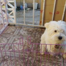  واگذاری  سگ شیتزوتریر