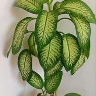 گیاه و گل دیفن باخیا