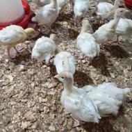 خریدار برای 200قطعه بیوتی 20روزه واکسن خورده گیلان