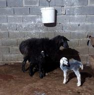 گوسفند دوقلو