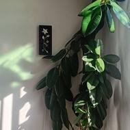 گل درختی فیکوس