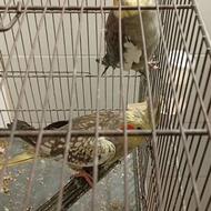 عروس هلندی البینو