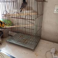 فروش پرنده مرغ مینا باقفس وسایل.