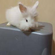 خرگوش نر انگورا پشمی بفروش می رسد