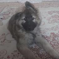 واگذاری توله سگ خوشرنگ و زیبا