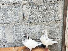 کبوتر پرشی در شیپور