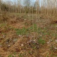 فروش زمین باغی 530 متر در سیاوزان