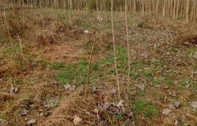 فروش زمین باغی 530 متر در سیاوزان