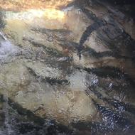 فروش ماهی غزل الا