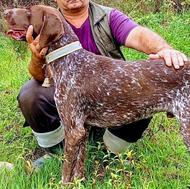 سک شکاری پوینتر المانی واگذاری