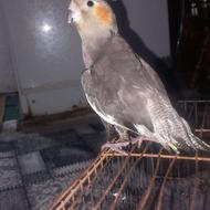 عروس هلندی نر