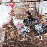 مرغ و خروس محلی