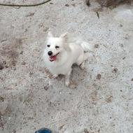 واگذاری سگ پامر اشپیتز