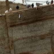 کبوتر فروشی