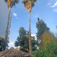 فروش تعدادی پالم زمینی و جعبه‌ای.