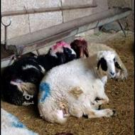 گوسفند زنده شبانه روزی با قصاب در محل