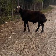 یک راس قوچ قزل افشار