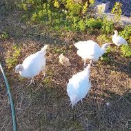 بوغلمون بیوتی