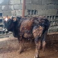 فروش دو راس تشک محلی