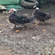 فروش خروس و اردک اسرائیلی و ارگانیک