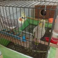 عروس هلندی سالم