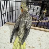 طوطی عروس هلندی دو ماهه گلباقالی اصل