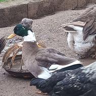 فروش اردک کاکلی و یک غاز دورگ تخمگذار
